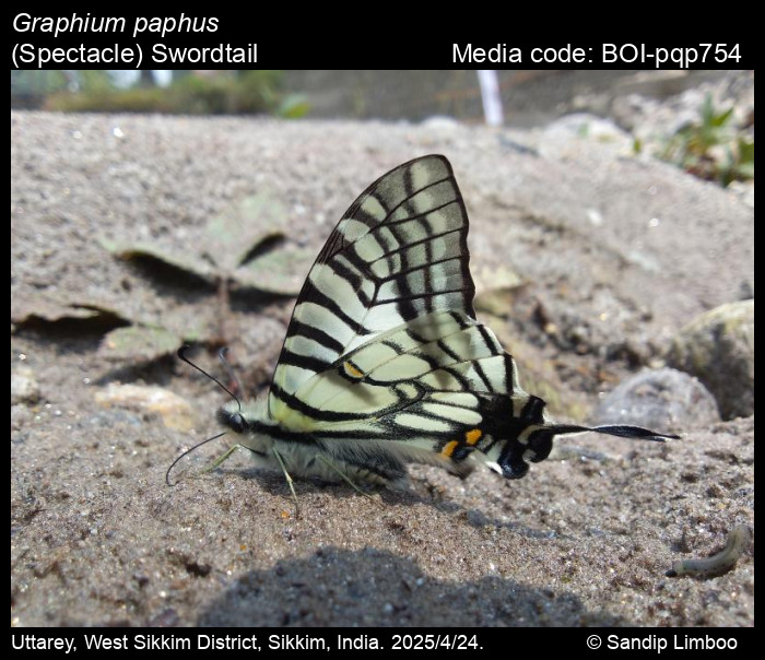 BOI-pqp754