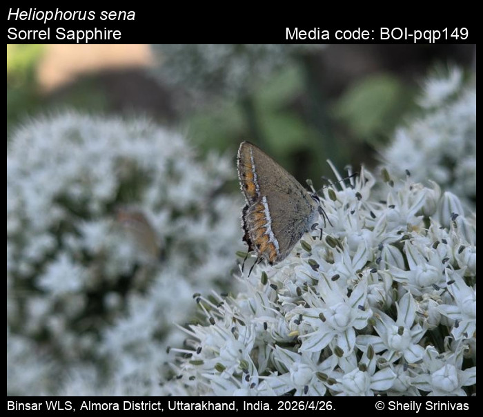 BOI-pqp149