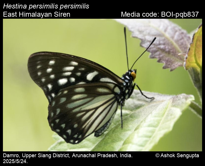 BOI-pqb837