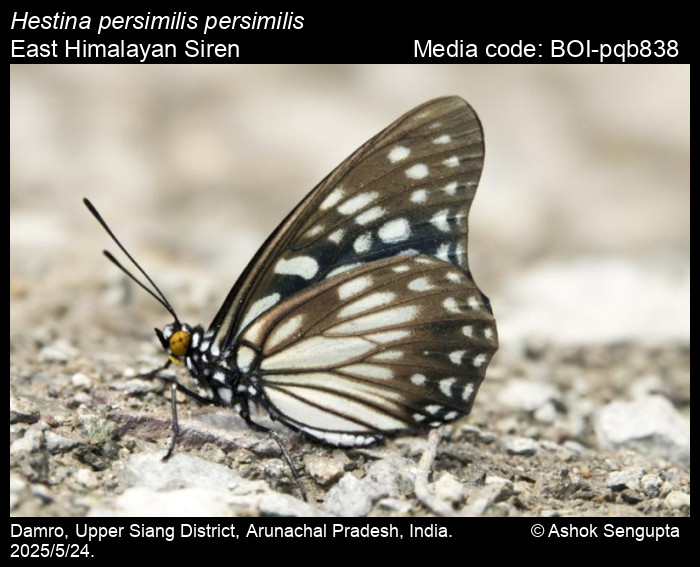 BOI-pqb838