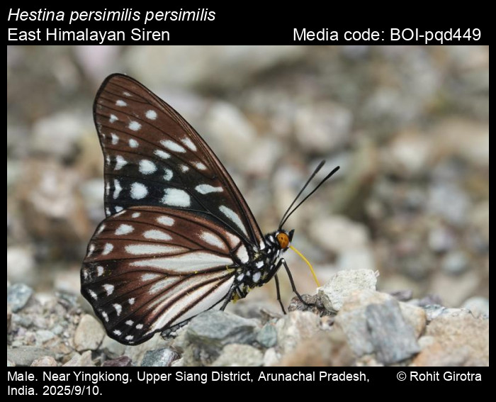 BOI-pqd449