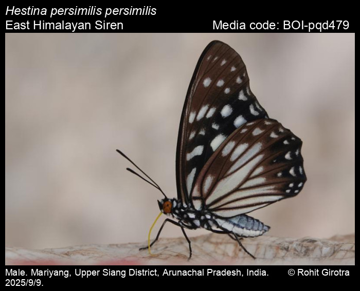 BOI-pqd479