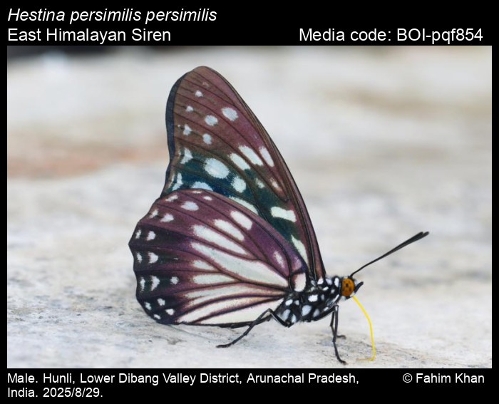 BOI-pqf854