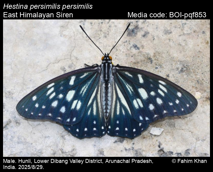 BOI-pqf853