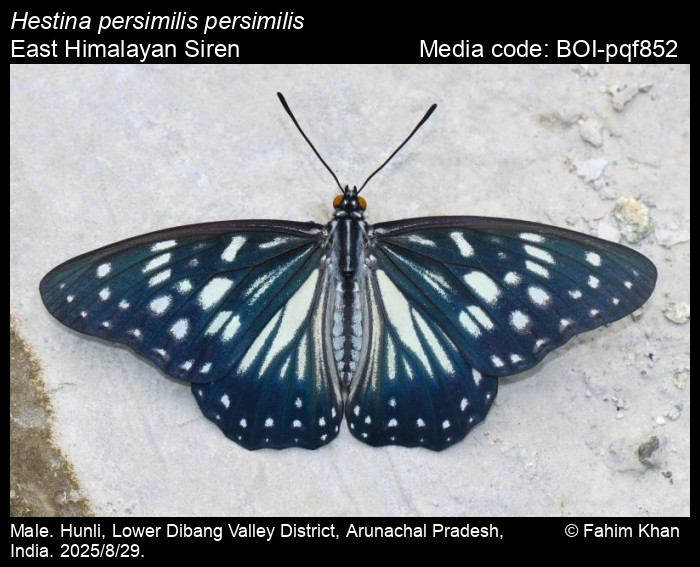BOI-pqf852