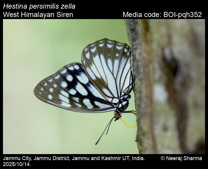 BOI-pqh352