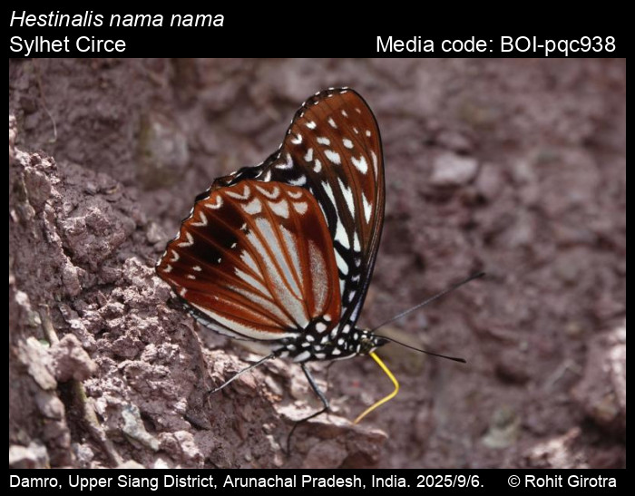 BOI-pqc938