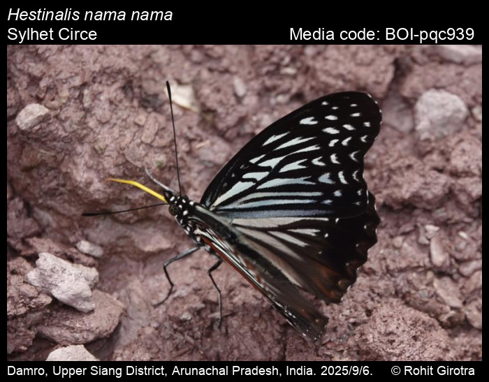 BOI-pqc939