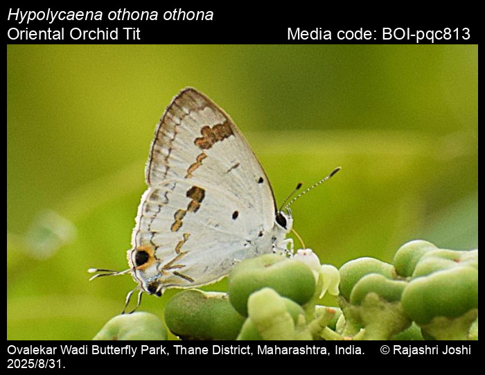 BOI-pqc813