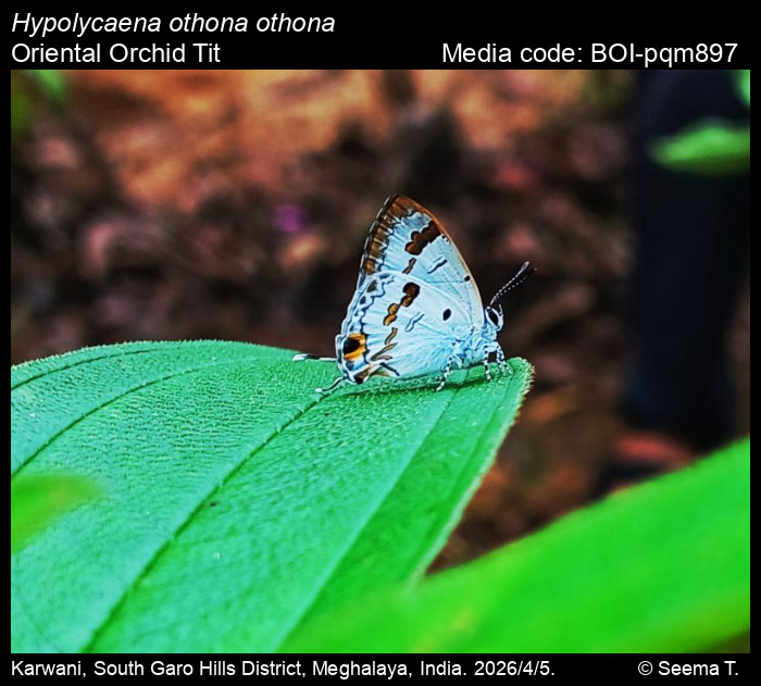 BOI-pqm897