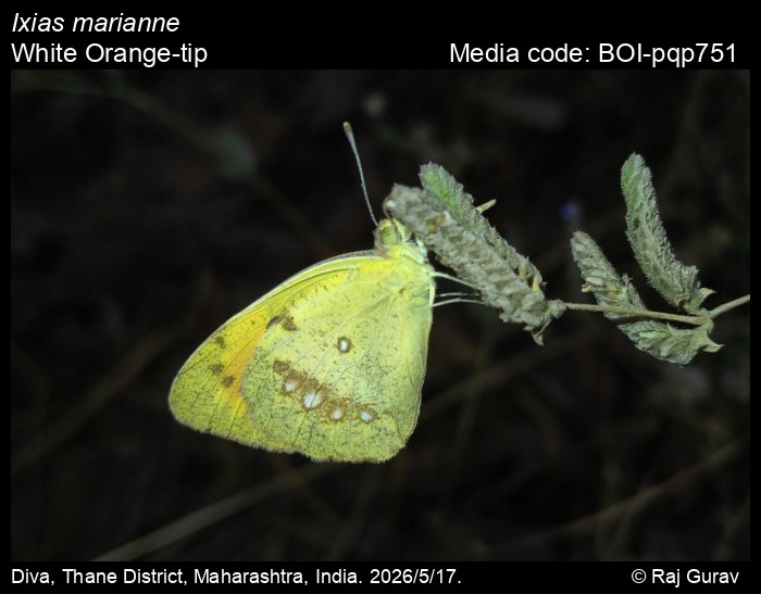 BOI-pqp751
