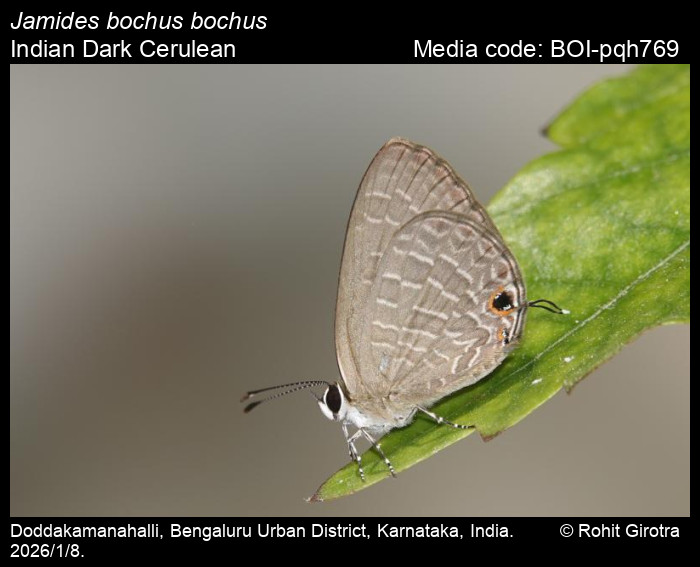 BOI-pqh769