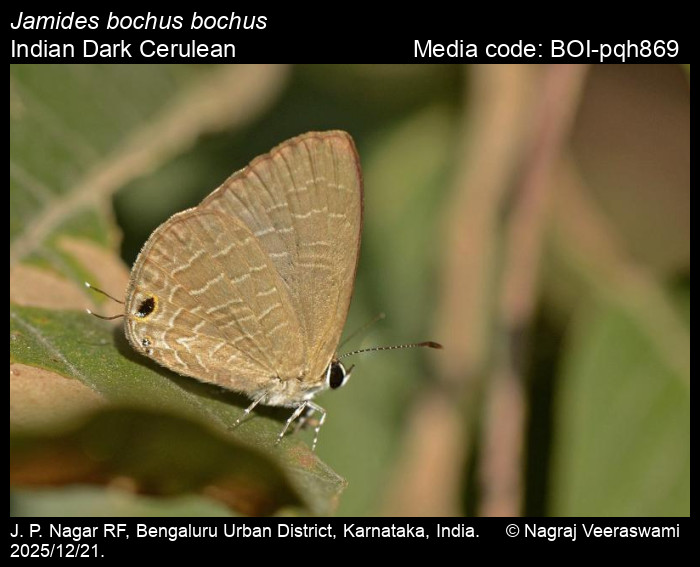 BOI-pqh869