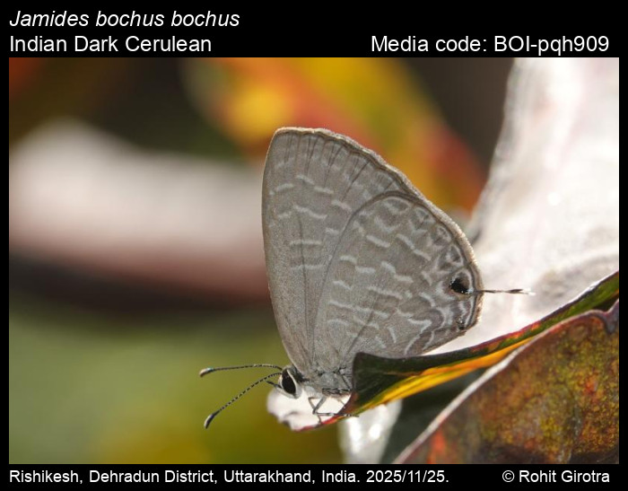 BOI-pqh909