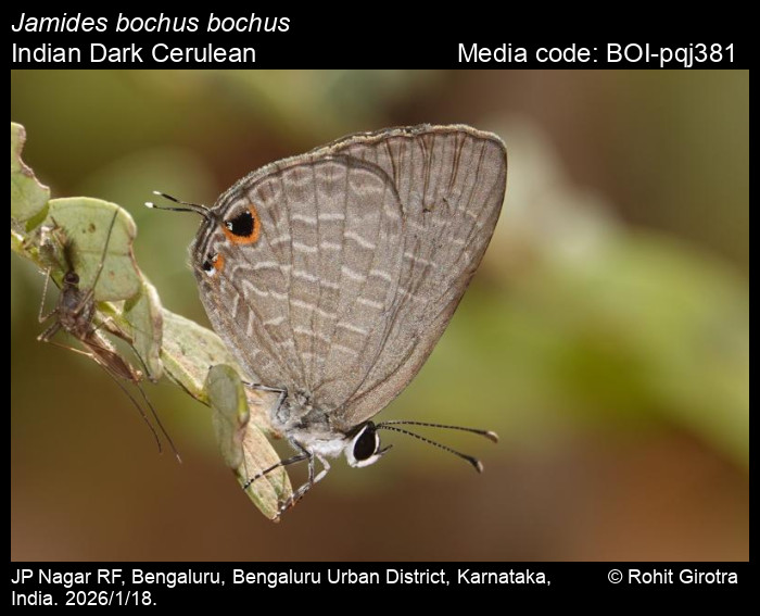 BOI-pqj381