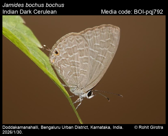 BOI-pqj792