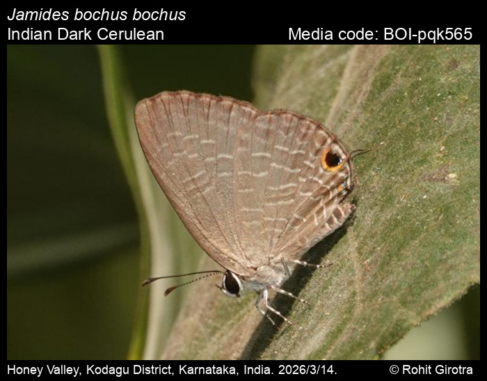 BOI-pqk565