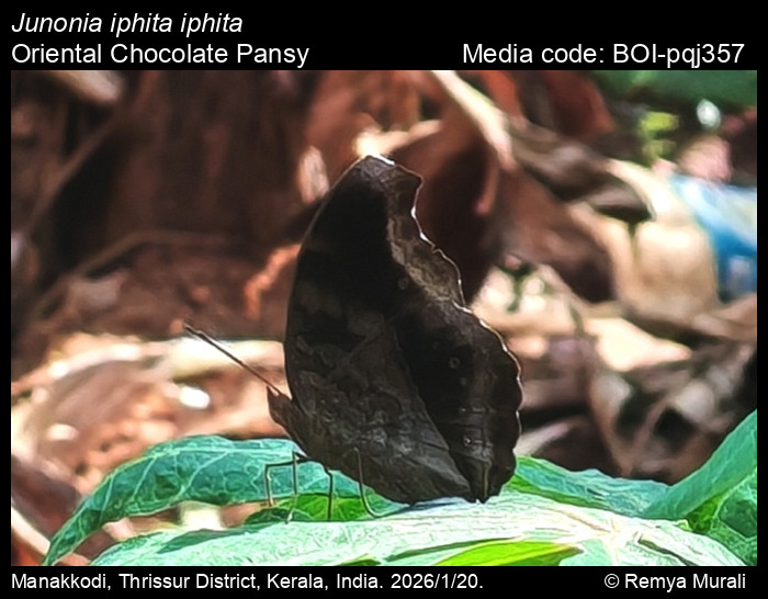 BOI-pqj357