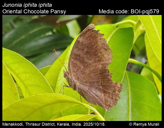BOI-pqj579