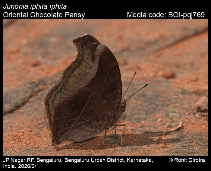 BOI-pqj769