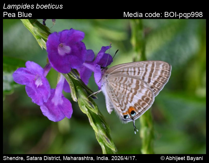 BOI-pqp998