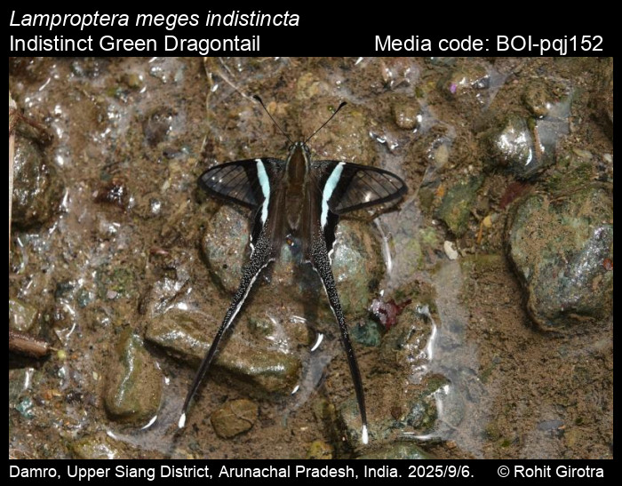 BOI-pqj152