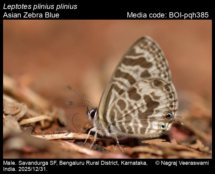 BOI-pqh385