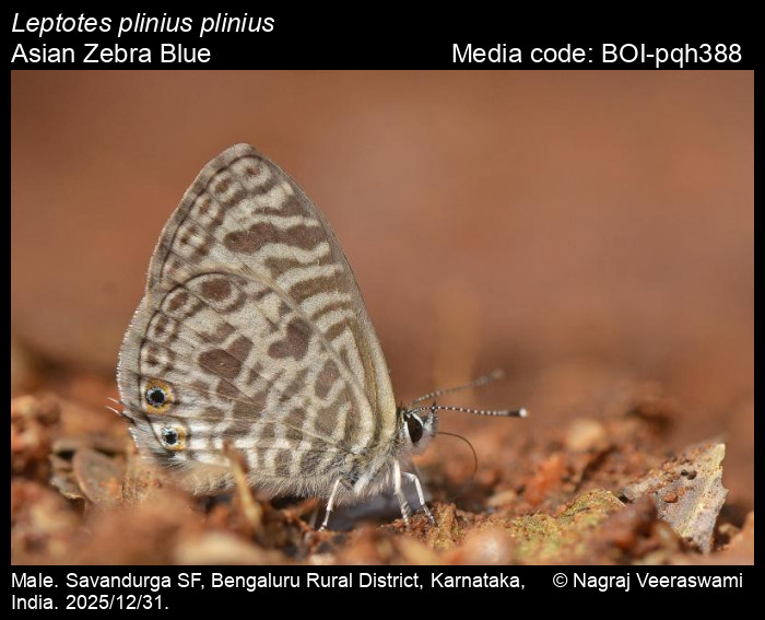 BOI-pqh388