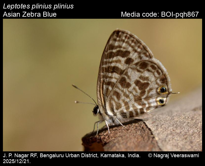 BOI-pqh867