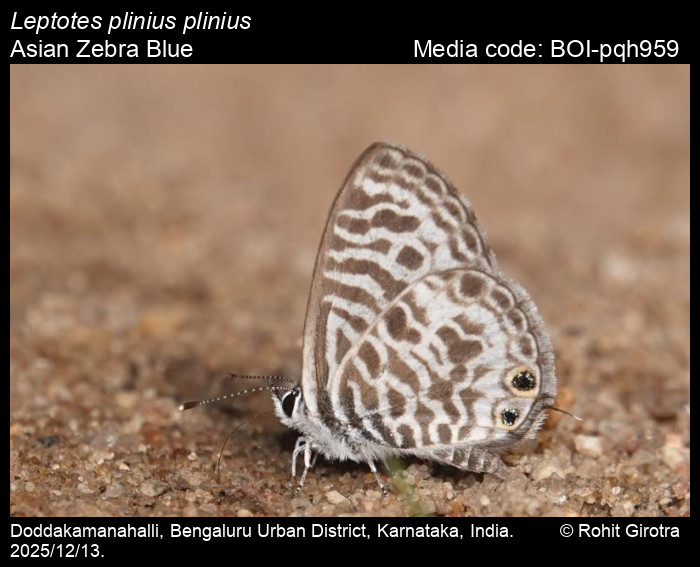 BOI-pqh959