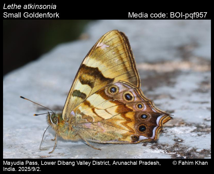 BOI-pqf957