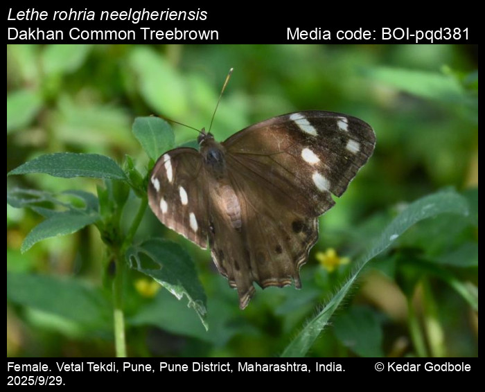 BOI-pqd381