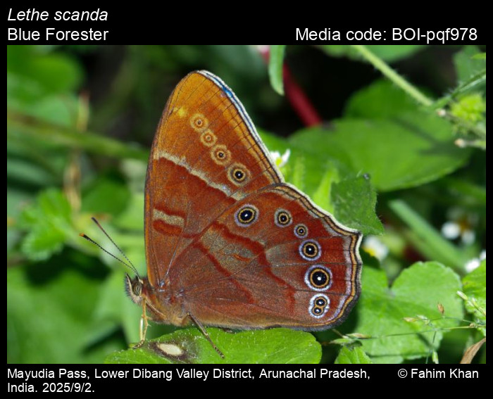 BOI-pqf978