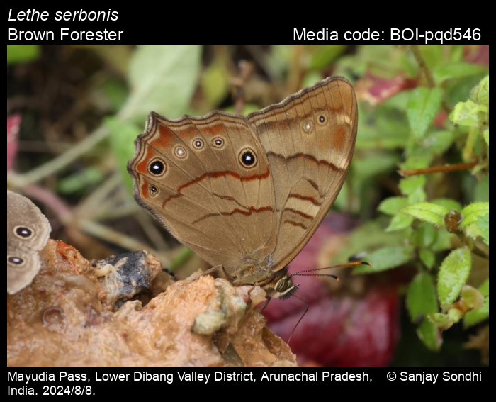 BOI-pqd546