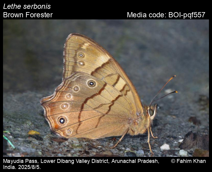 BOI-pqf557