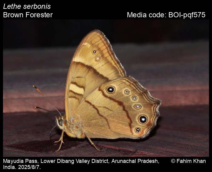 BOI-pqf575