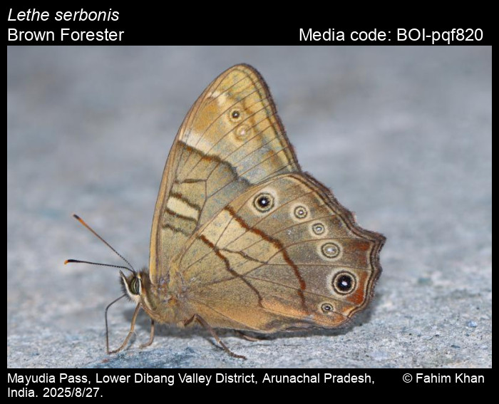 BOI-pqf820
