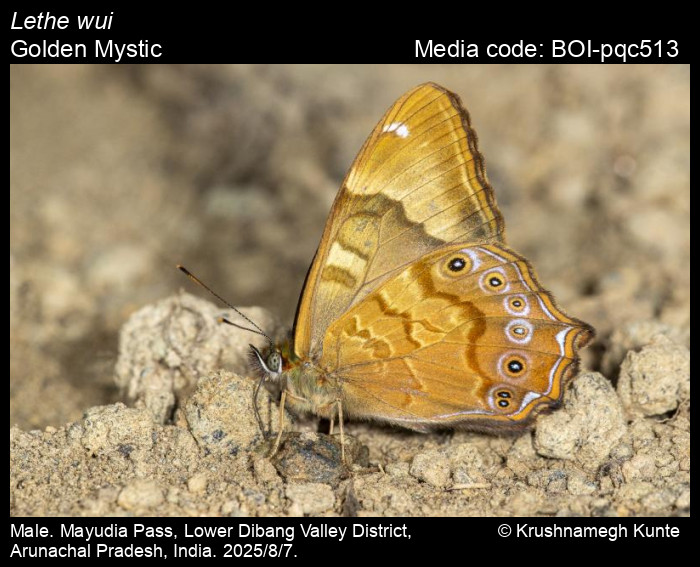 BOI-pqc513