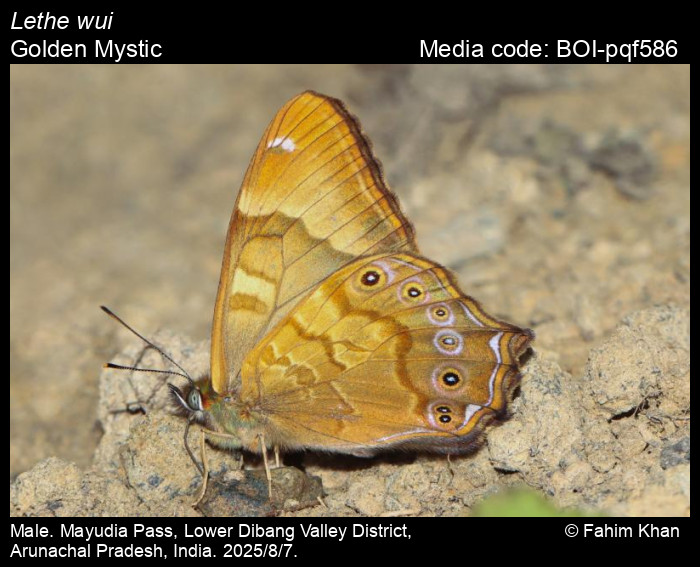 BOI-pqf586