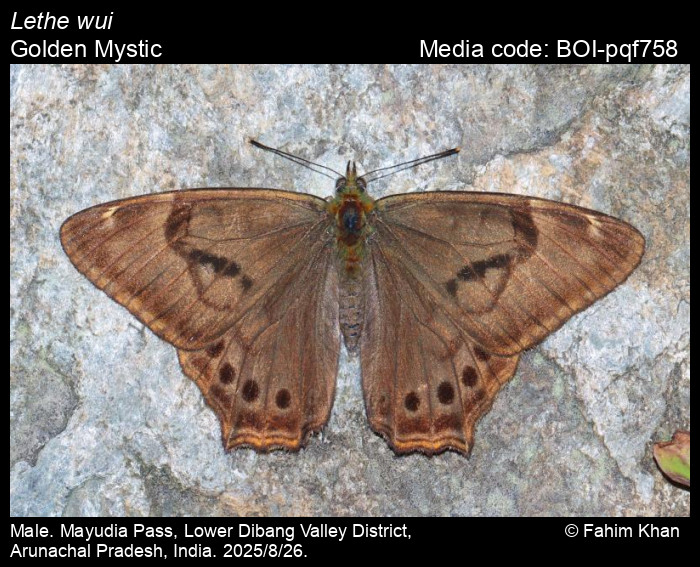 BOI-pqf758