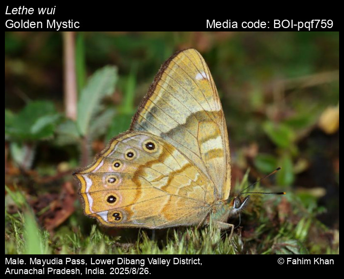 BOI-pqf759