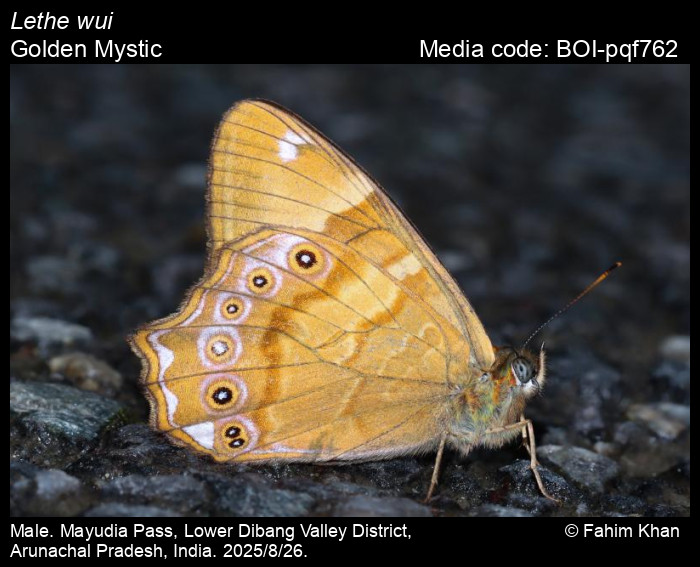 BOI-pqf762