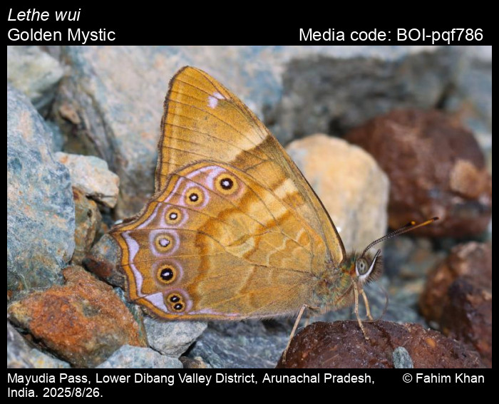 BOI-pqf786