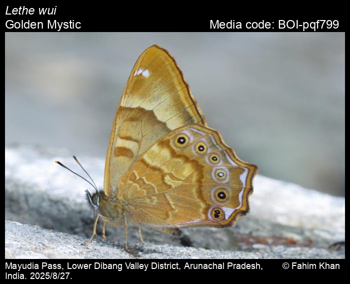 BOI-pqf799