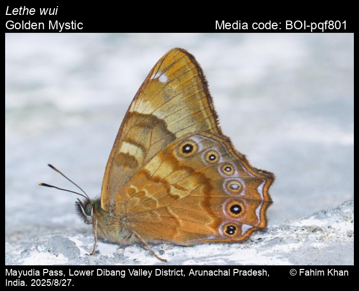 BOI-pqf801