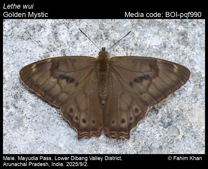 BOI-pqf990