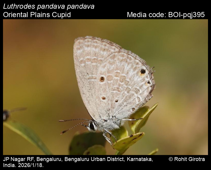 BOI-pqj395