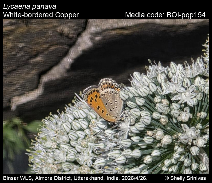 BOI-pqp154