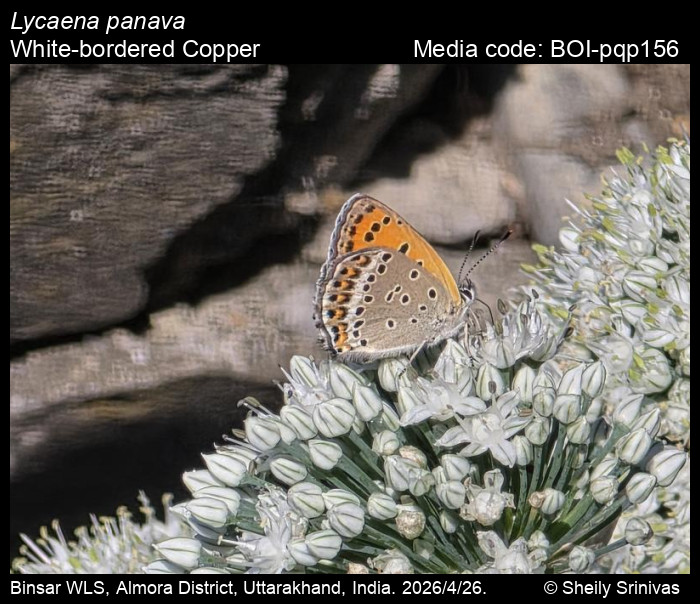 BOI-pqp156