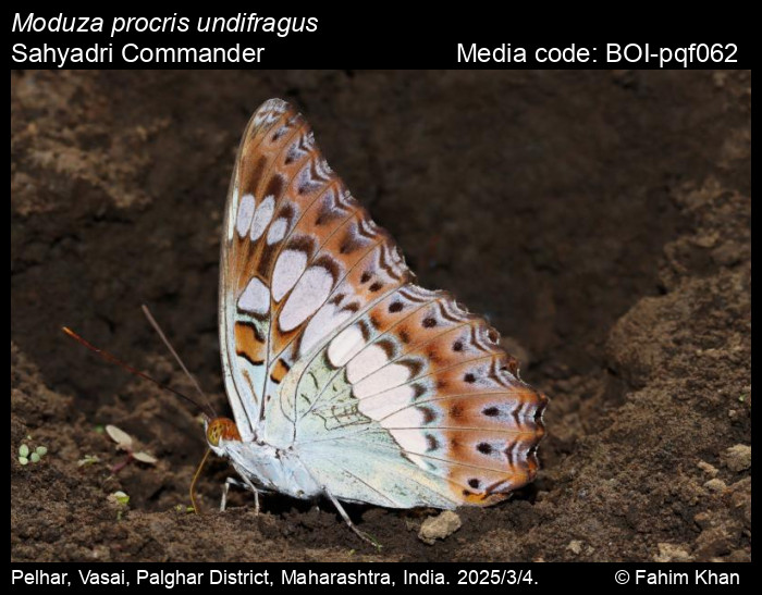 BOI-pqf062